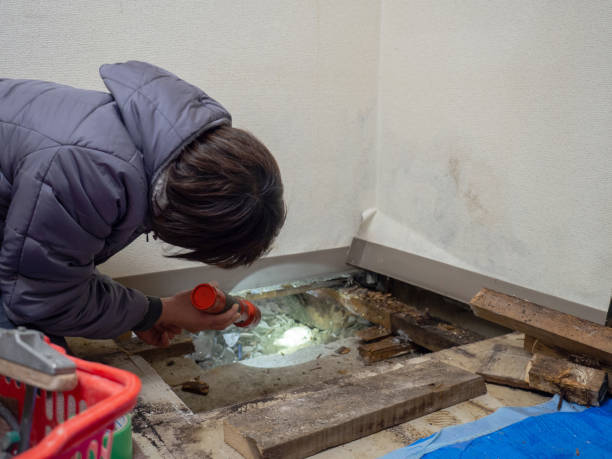 Best Attic Mold Removal  in North Lynnwood, WA