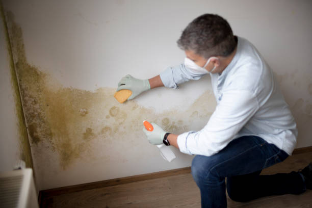 Best Mold Prevention Services  in North Lynnwood, WA