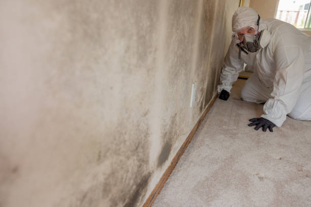Best Mold Removal for HVAC Installations  in North Lynnwood, WA